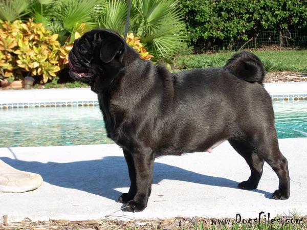 pug pedigree database periwinkle s edgar the 187 pedigree database pug pug pedigree database periwinkle s edgar the 187 pedigree database pug