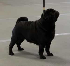 pug pedigree database kesander s thistledown anabel 187 pedigree database pug pug pedigree database kesander s thistledown anabel 187 pedigree database pug