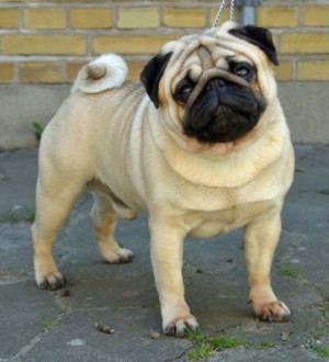 pug pedigree