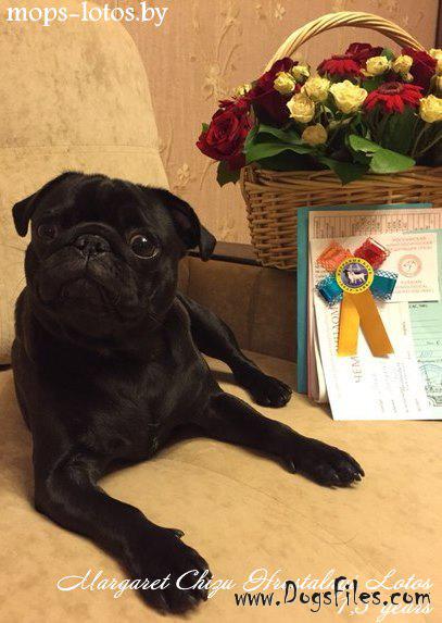 pug pedigree database prekrasnaya printcessa hrustalnyi lotos 187 pedigree database pug pug pedigree database prekrasnaya printcessa hrustalnyi lotos 187 pedigree database pug