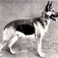 CURT VON HERZOG HEDAN