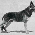 ERICH VOM GRAFENWERTH