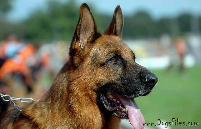 von arminius kennel von arminius kennel