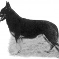 BODO VON DER BRAHMENAU