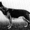 IRMA VON DER STARRENBURG