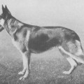OTHILDE VON DER STARRENBURG