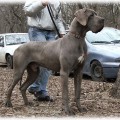 V.I.P. VON GIGANTIC BLAU