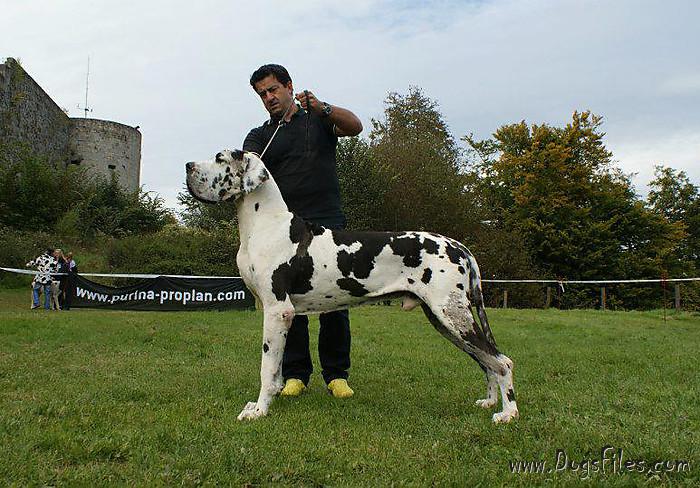great dane house pedigree database great dane great dane house pedigree database great dane