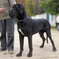ERASHAD DE LA BENJAMINE