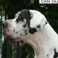 GALI DE CAN DURAN