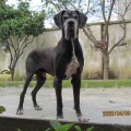 HUNTER OF LUXURY DANE HUNTER OF LUXURY DANE