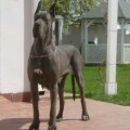 SINA DE LA BENJAMINE