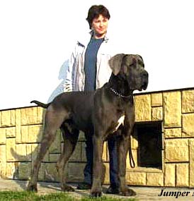 great dane jumper