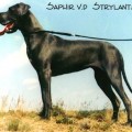 SAPHIR VAN DIE STRYELANTSE