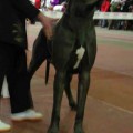 ASTON DOGEN-SPORT
