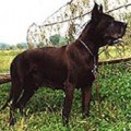 ANNA-N DEL NORD OVEST