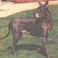 MAGIC'S BELAIR V CROSSWINDS