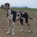 EMILLY BOHEMIA ABRUS