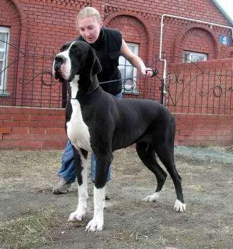 Sambucca Des Habits Rouges Pedigree Database Great Dane Sambucca Des Habits Rouges Pedigree