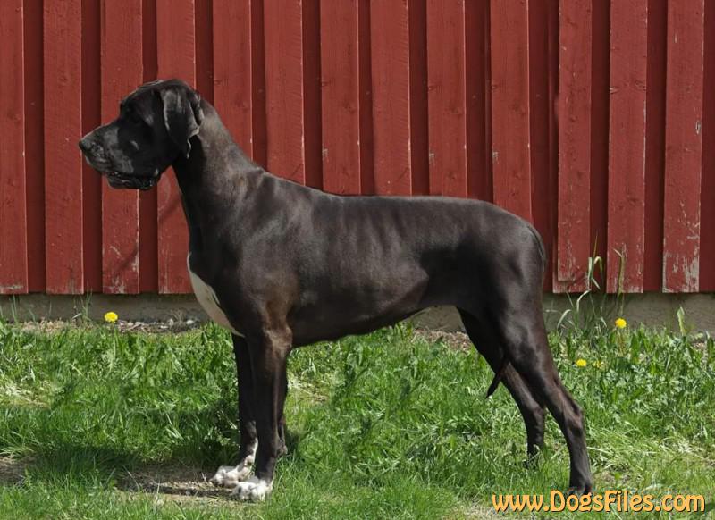 cosima cane corso