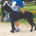 PEGASO DEL NORD OVEST
