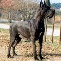 ENTHEA DE LA BENJAMINE