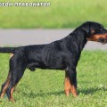 AKBEON PRAVOKATOR AKBEON PRAVOKATOR