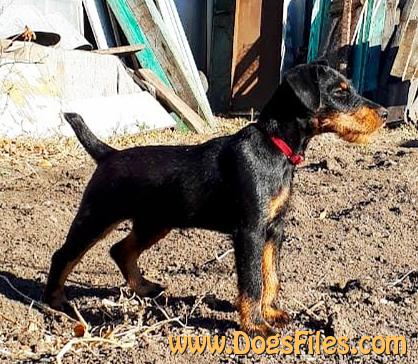 Jagdterrier puppies best sale for sale 2018