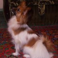 BERTA