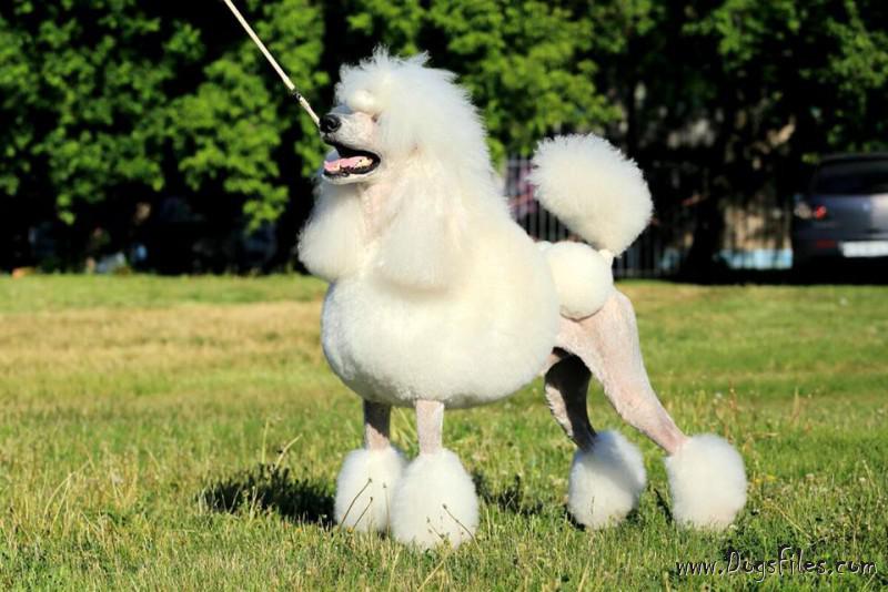 poodle pedigree