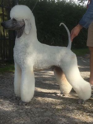 afterglow toy poodles