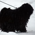 PORGELOCI PANDUR