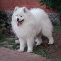 ZLAT IMPERIYA GRAND DOG IN THE WORLD ZLAT IMPERIYA GRAND DOG IN THE WORLD