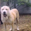 LOTTI