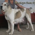 DZHEIHUN BAYAZ BURI