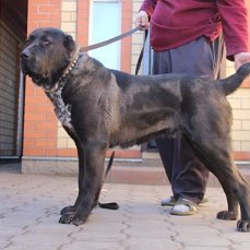 Black central asian shepherd hot sale
