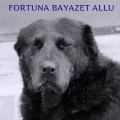 FORTUNA BAJAZET ALLY FORTUNA BAJAZET ALLY