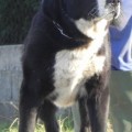 CIGANOCHKA CIGANOCHKA