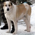 L AISHA GRIN HANTER HILL