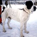 DZHALADASH