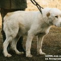 BELKA