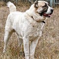 SHERHAN
