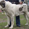 ALTYN KUMLY KARAGUSH