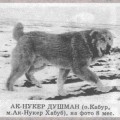 DUSHMAN AK NUKER