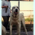 AZAMAT