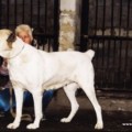 DZIVA