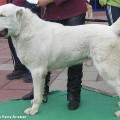 TURKMEN KALA ALAMAT