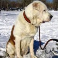 KARSI