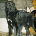DARDAR