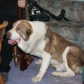 BURMILA JR RUSDOG